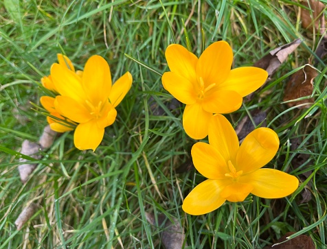 Yellow crocus Flower