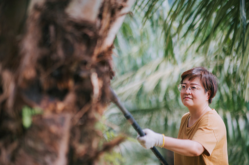 Asian chinese female palm tree plantation owner working at her plantation farm