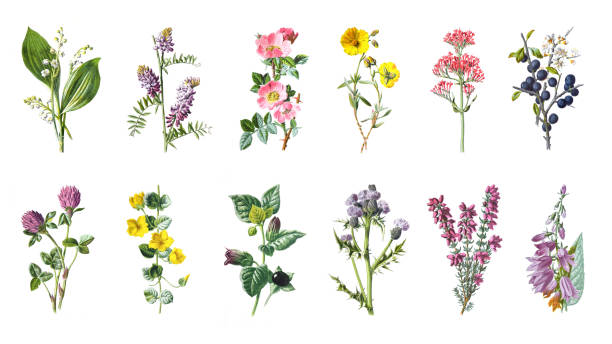 Big wild flowers collection of beautiful wild field herbs, herbaceous flowering plants, blooming flowers, isolated on white background. Hand drawn vintage antique botanical illustration. medical herb. Big wild flowers collection of beautiful wild field herbs, herbaceous flowering plants, blooming flowers, isolated on white background. Hand drawn vintage antique botanical illustration. medical herb. vintage and retro style. lily of the valley antique botanical engraving stock illustrations