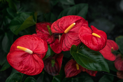 Flamingo plants