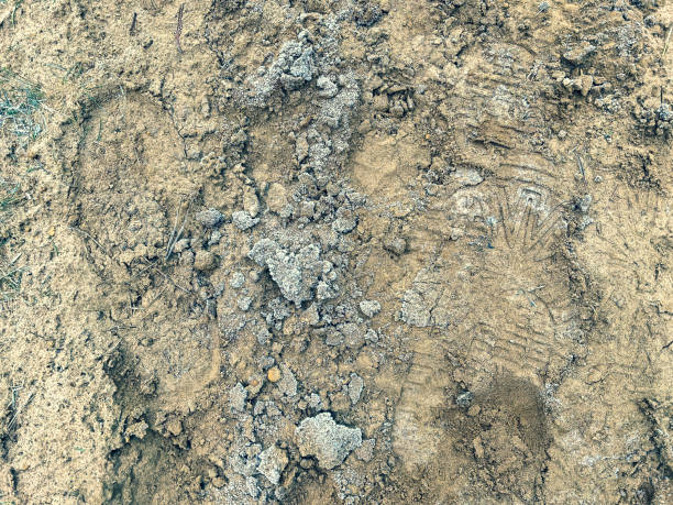 istock A frozen sandy soil as a texture or background. 1369134813