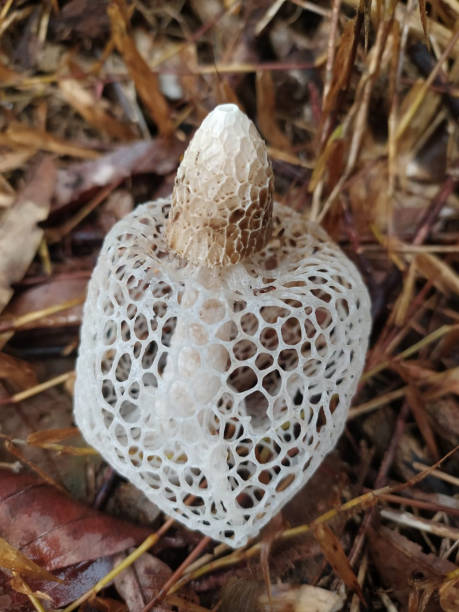 istock the bridal veil mushroom 1369134988