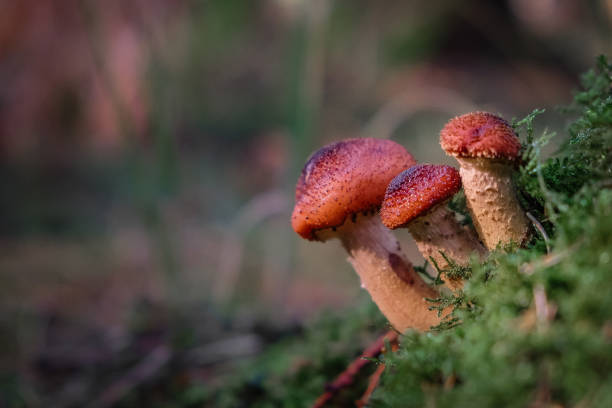 istock Hallimash, mushrooms, stick sponges 1369135010