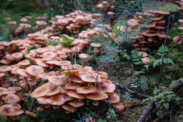 hallimash, funghi, spugne stick - honey agaric foto e immagini stock