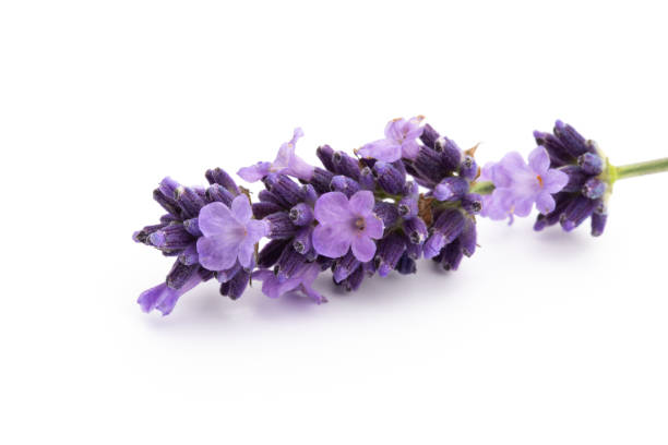istock Lavender flowers on a white background. 1369136454