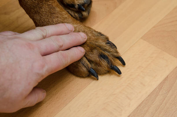 istock Dog's paw and man's hand against brown background. 1369136527