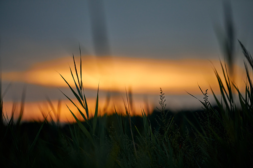 Evening sunset through thick grass on meadow. Beautiful outdoor scenic sunset, soft focus. Rousing yellow sky landscape, blurred twilight background