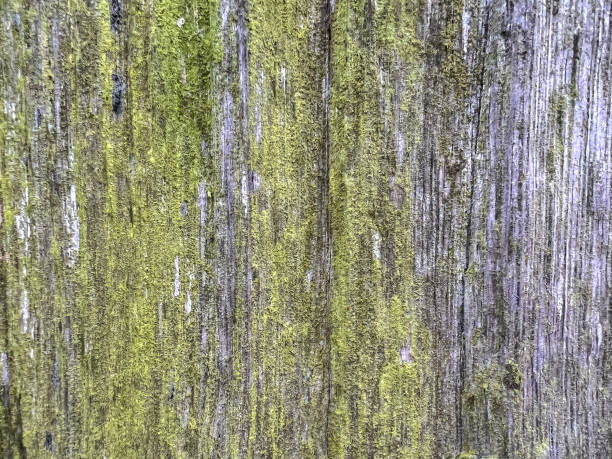 Wet and moss-covered old wood.