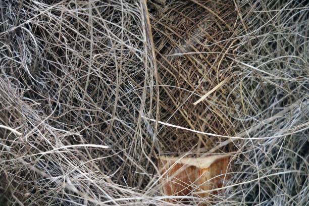 istock close-up palm tree trunk of trachycarpus fortunei. 1369140556