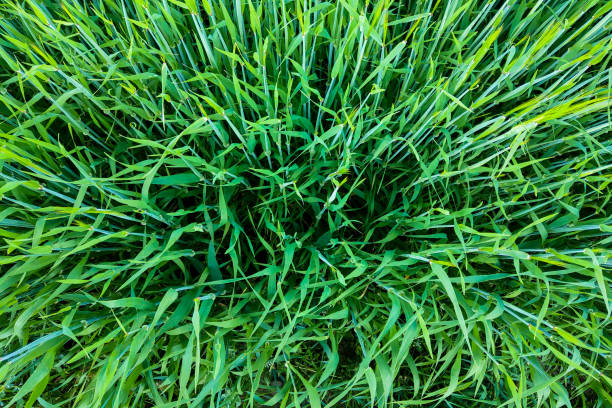 istock Top view on a green young field, wheat, grain, background. 1369140745