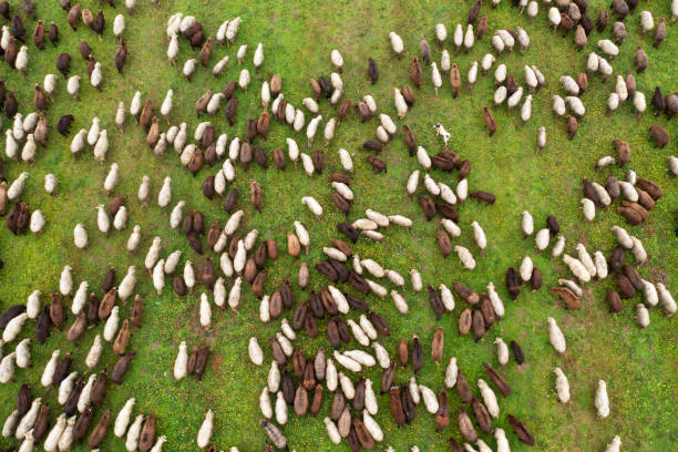 Aerial view of sheep herd on field