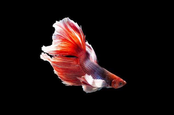 istock Thai fighting fish moving dancing action with nice halfmoon tail fin, multicolor on black background.  Thailand siamese fighting fish. 1369141109