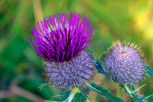 istock Spear Thistle. Cirsium vulgare in the garden. Selective focus. 1369141189