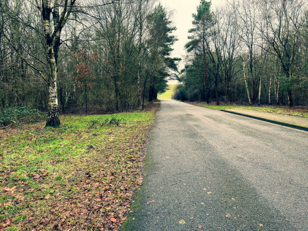 istock A road next to a forest in winter. 1369141205