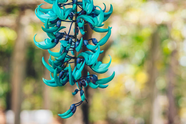 verdadera belleza naturaleza de fondo. strongylodon macrobotrys, vid leñosa de jade turquesa esmeralda, tayabak, liana de guisante perenne leguminosa. flor tropical flor pétalos azules. diseño floral humor veraniego - vegetable basket fotografías e imágenes de stock