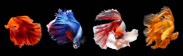 istock Thai fighting fish moving dancing action with nice halfmoon tail fin, multicolor on black background.  Thailand siamese fighting fish. 1369142365