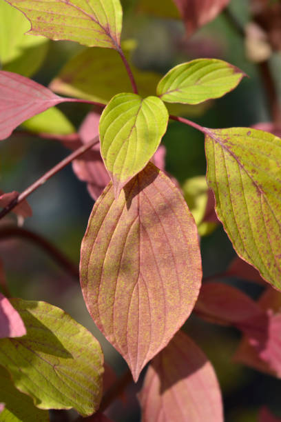 istock Giant dogwood 1369142443