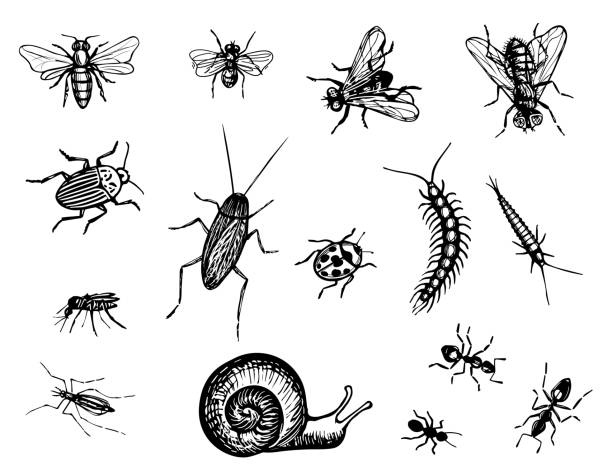 ilustrações, clipart, desenhos animados e ícones de desenho vetorial de insetos. esboço preto e branco de besouros, moscas, mosquitos, caracol, inseto, formigas, abelha, barata, centopeia. ilustração de gravação desenhada à mão. inseto de peste isolado em um fundo branco. - fly line art insect drawing