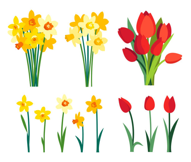 illustrations, cliparts, dessins animés et icônes de clipart de fleurs de printemps. bouquet de jonquilles jaunes et fleurs de tulipes rouges isolées sur fond blanc - daffodil