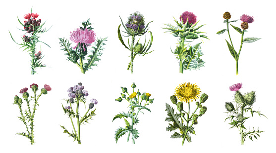 Wild Thistle collection of beautiful wild field Thistles, herbaceous flowering plants, blooming flowers, isolated on white background. Hand drawn vintage thistle illustration. vintage or antique flowers. retro style.
