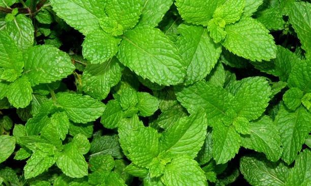 istock Mint leaves background, mint leaves in the garden. 1369145527