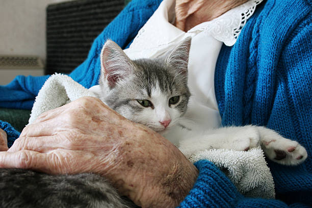 Kitten therapy stock photo