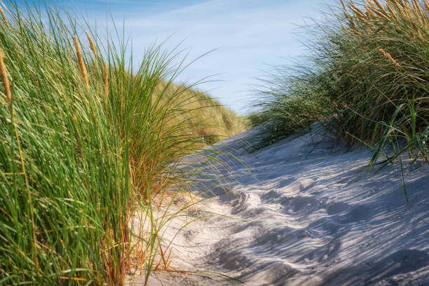 Sand path in dunes as North Sea in Denmark stock photo
