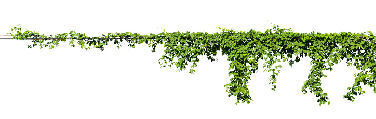 Vine jungle branches hanging. Climber isolated on white background with clipping path included.