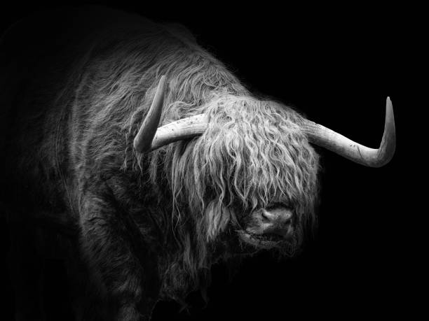 istock Scottish highland cattle with black background 1369147536