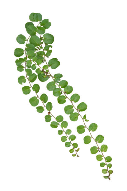 istock vine plant jungle climbing isolated on white background with clipping path included. 1369147702