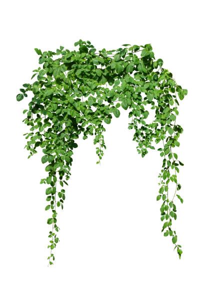 istock vine plant jungle climbing isolated on white background with clipping path included. 1369147712