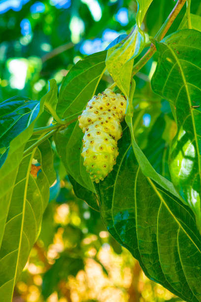 Noni, (Morinda citrifolia) fruits. Morinda citrifolia is a fruit-bearing tree in the coffee family, Rubiaceae. Its native range extends across Southeast Asia and Australasia.
Noni is sometimes called a "starvation fruit", implying that it was used by indigenous peoples as emergency food during times of famine
This is located in Reunion Island. noni fruit stock pictures, royalty-free photos & images