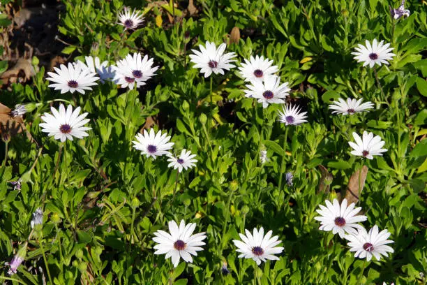 Close-up view of a bed of white African Daisy Osteospermum flowers