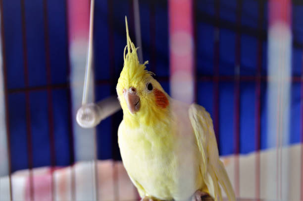 istock Look of a Nymphicus hollandicus between the cage grilles 1369149281