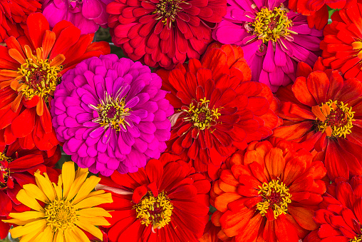 Close up for red and purple zinnia flowers top view;