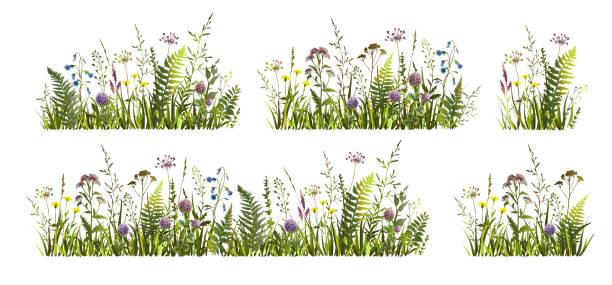 봄 또는 여름 다채로운 꽃 세트 초원 야생 허브와 꽃. 야생 꽃. - flower head flower blossom botany stock illustrations