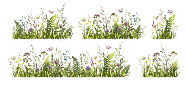 Spring or summer colorful floral set with meadow wild herbs and flowers. Wild flowers. Spring or summer colorful floral set with meadow wild herbs and flowers. Wild flowers. Vector illustration. meadow stock illustrations