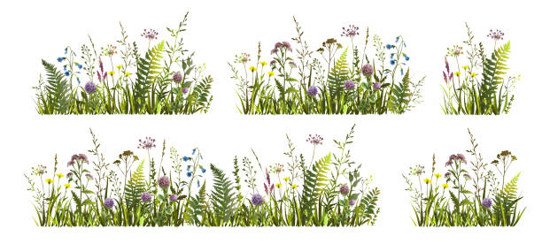 Spring or summer colorful floral set with meadow wild herbs and flowers. Wild flowers. Spring or summer colorful floral set with meadow wild herbs and flowers. Wild flowers. Vector illustration. wild flowers stock illustrations