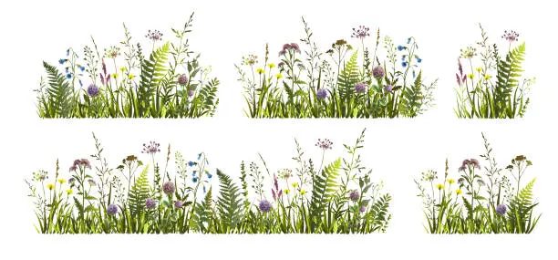Vector illustration of Spring or summer colorful floral set with meadow wild herbs and flowers. Wild flowers.