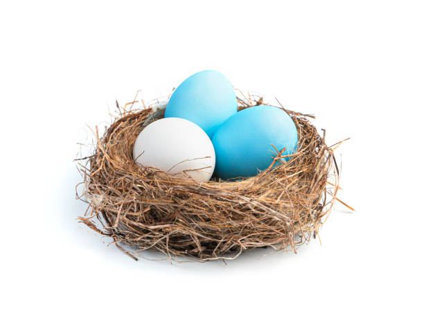 istock Three blue and white Easter eggs in a nest isolated on a white background 1369151516
