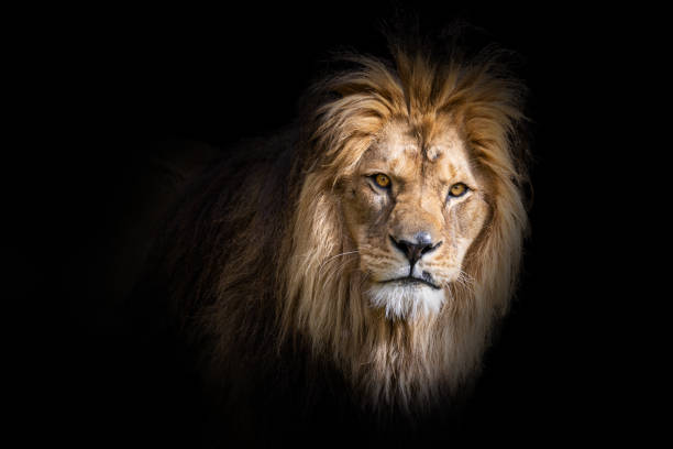 Head of Male lion with black background stock photo