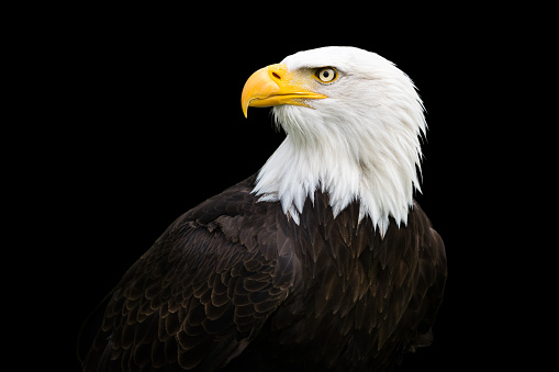 Cabeza de águila calva photo
