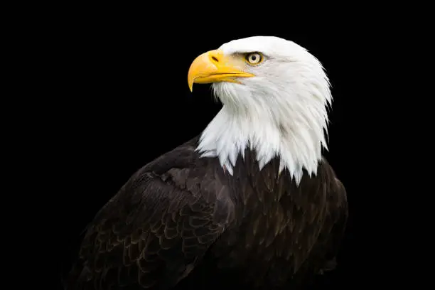 Photo of Head of bald eagle