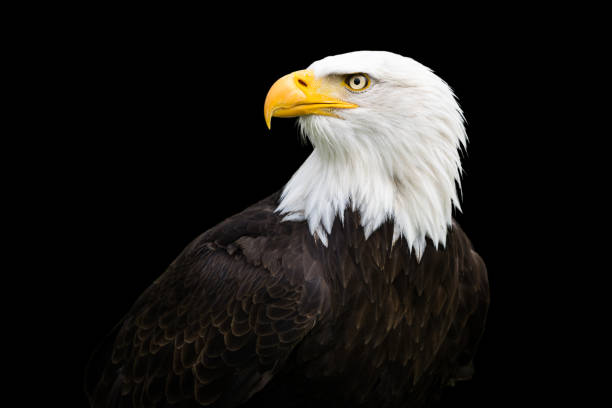 head of bald eagle - bald eagle imagens e fotografias de stock