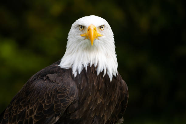águila calva con fondo verde borroso - bald eagle fotografías e imágenes de stock