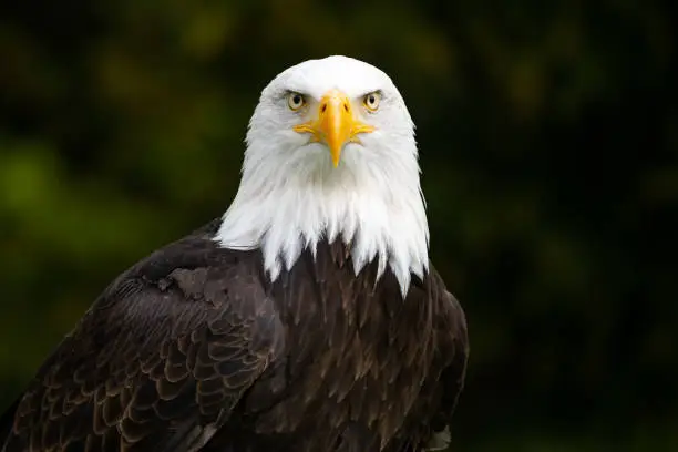 Photo of Bald eagle with blurred green background