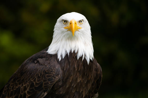 bald eagle with blurred green background - animal eye bird nature animal head imagens e fotografias de stock