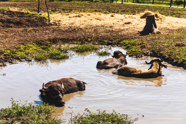 istock Water buffalo lying in puddle 1369151714
