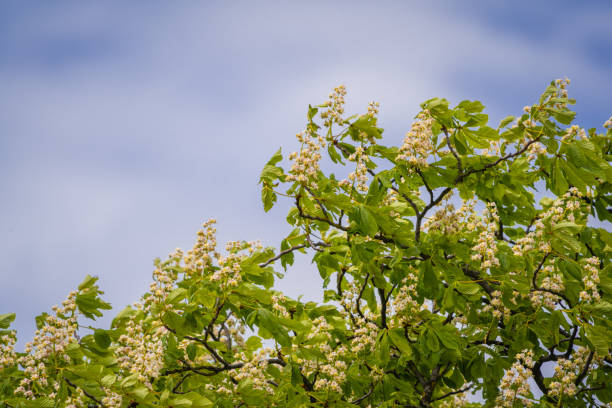istock Leaves of chesnut tree with sky in background 1369151737
