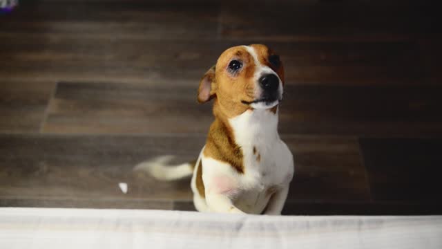 22 Dog Tearing Up Couch Stock Videos and Royalty-Free Footage - iStock